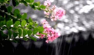 清明时节雨纷纷搞笑