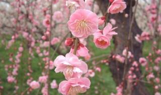 桃花雪的寓意和象征